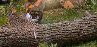 Why Choose Our Tree Removal Services in Cadiz, KY?